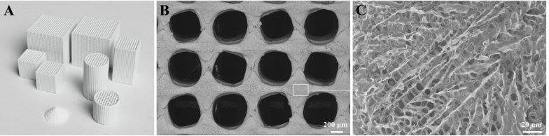 博骼列®新型含镁复合多孔支架宏观和微观结构
