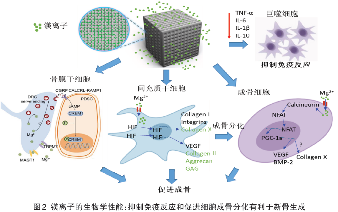 3D打印含镁生物医用材料用于骨修复与再生医疗器械