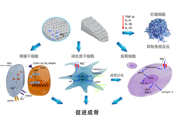 含镁骨修复材料调控骨免疫微环境的机制与临床应用进展
